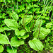 20230810 3811CPw [D~MS] Breit-Wegerich (Plantago major agg), Rieselfelder Münster