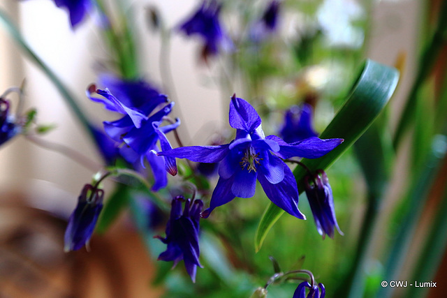 June Garden Colours