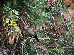 Bird of bramble... pensive