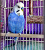 Blue Budgerigar