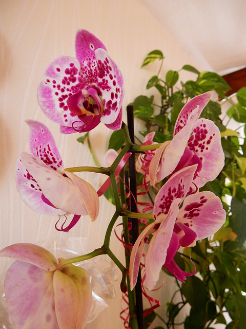 Orchideenzauber (4)