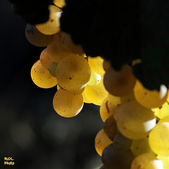 Les vendanges ........... d'Alsace...!