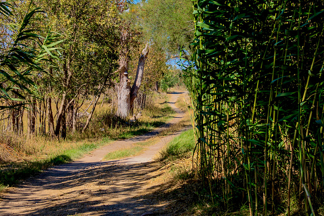 A Walk in the Sunshine