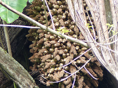 Unidentified tree, Trinidad