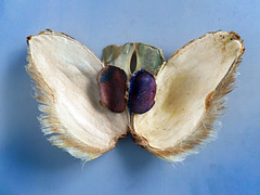 Mango pit , seed  and endocarp