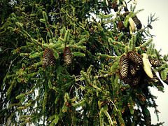 Picea glauca (White Spruce)