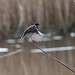 Reed bunting