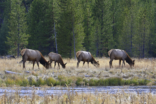 Elk