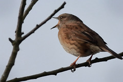 EOS 90D Peter Harriman 12 26 47 57241 dunnock dpp