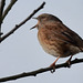 EOS 90D Peter Harriman 12 26 47 57241 dunnock dpp