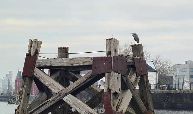 Bay Heron