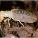 IMG 9828 Termite