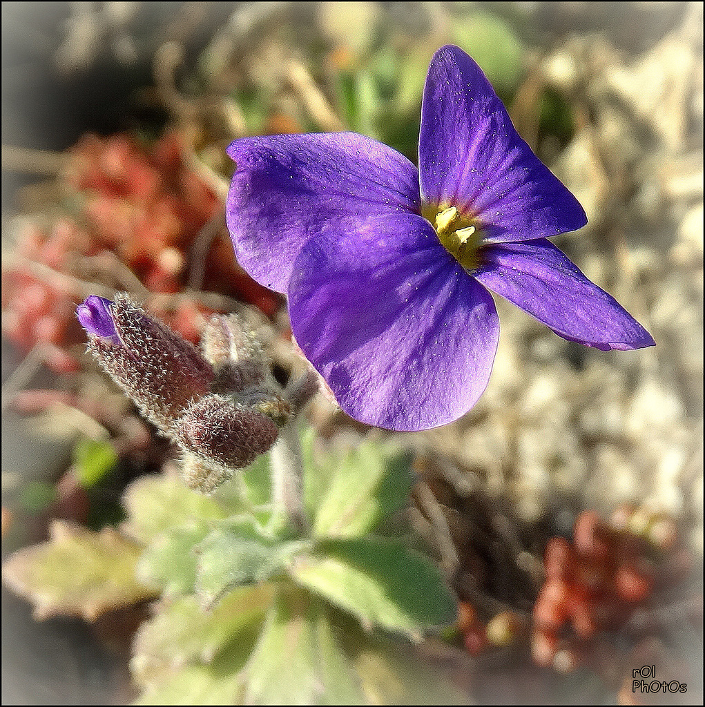 2 petits cm de beauté