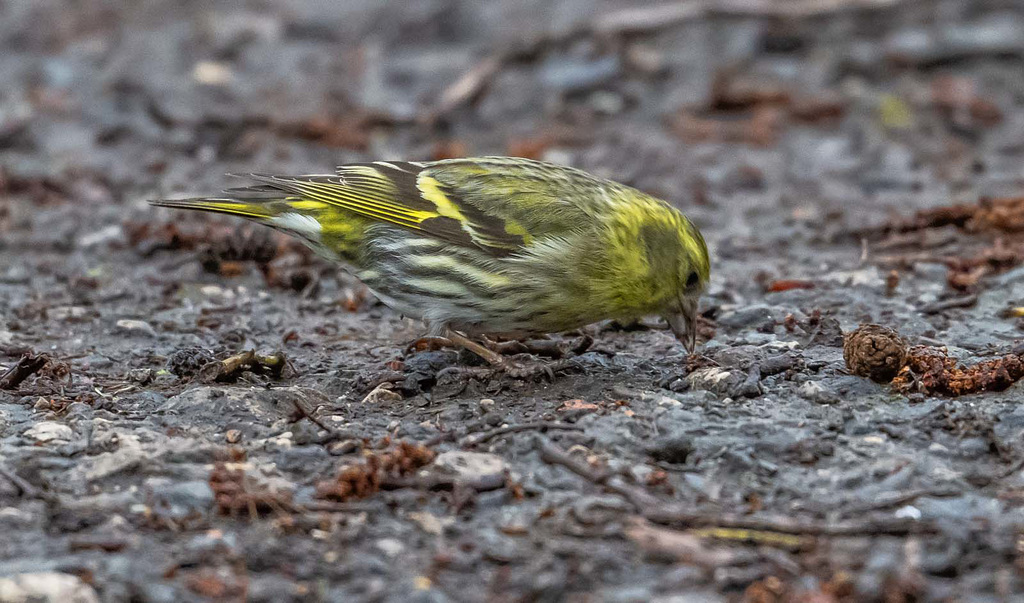 Siskin