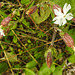 20230810 3812CPw [D~MS] Breitblättrige Lichtnelke (Silene latifolia), Rieselfelder Münster