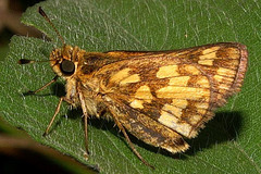 Peck's Skipper