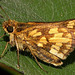 Peck's Skipper