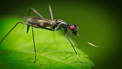 Die Stelzenfliege (Micropezidae) mit ihren langen Haxen :)) The stilt fly (Micropeza corrigiolata) with its long legs :)) La mouche échasse (Micropeza corrigiolata) avec ses longues pattes :))