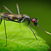 Die Stelzenfliege (Micropezidae) mit ihren langen Haxen :)) The stilt fly (Micropeza corrigiolata) with its long legs :)) La mouche échasse (Micropeza corrigiolata) avec ses longues pattes :))