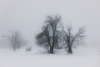 Nebel im Winter -  20150101