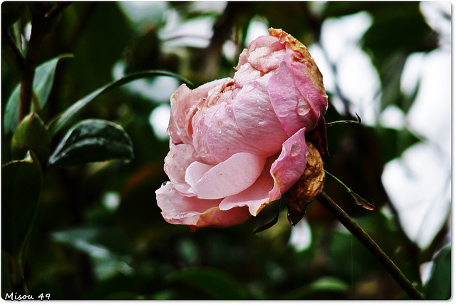 MON JARDIN - rose d'hiver