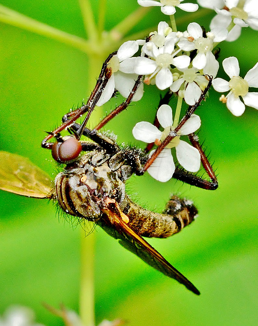 Anthomyiid Fly ??