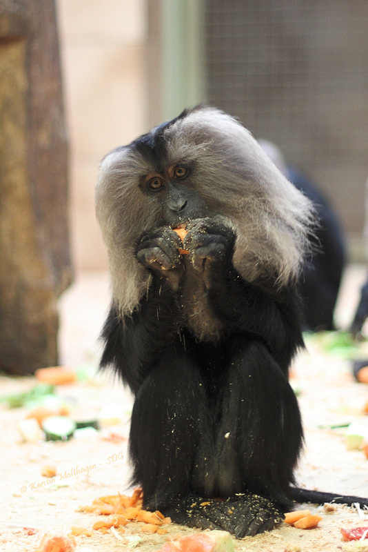 Bartaffe (NaturZoo Rheine)