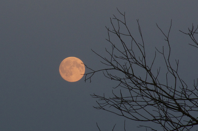 Grain Moon