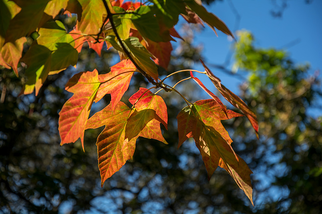 Autumn leaves