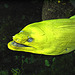 045 Gelbe Muräne (Gymnothorax prasinus) im Erfurter Aquarium