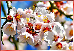 Blossoms of the almond tree... ©UdoSm