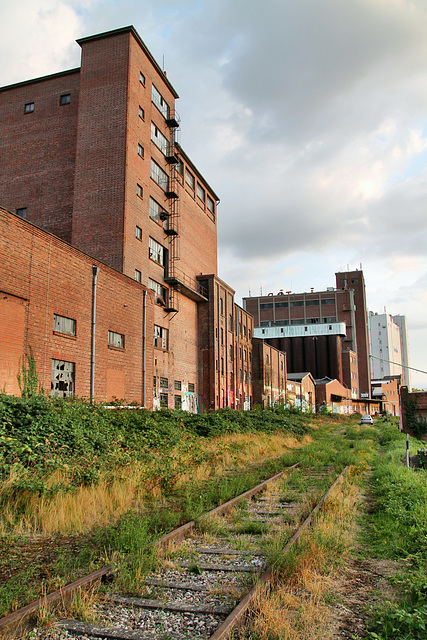 Verwildertes Gleis am ehemaligen Muskator-Werk (Düsseldorf-Hafen) / 30.08.2018