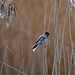 Reed bunting