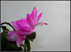 Schlumbergera  (1)