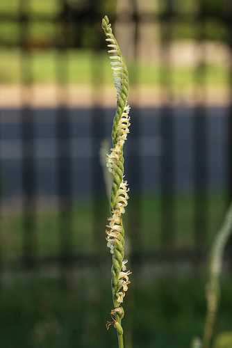 Spiranthes laciniata (Lacelip Ladies'-tresses orchid)