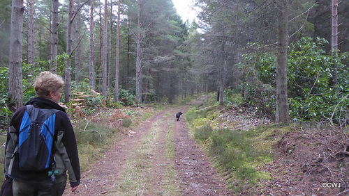 Path on the Earl of Seafield's estate