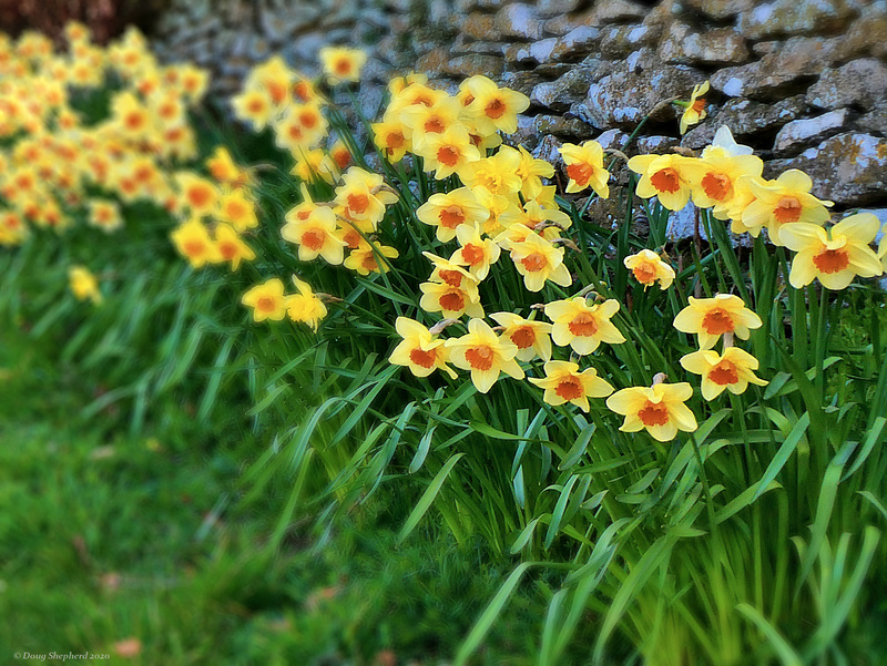 Spring Blooms