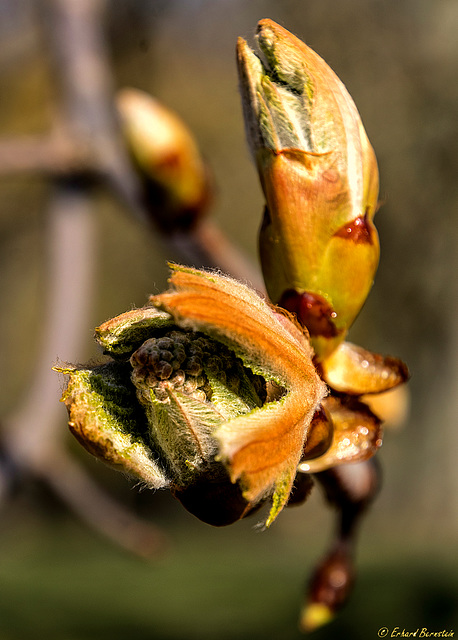 Egal was ist - die Natur kommt im Frühling wieder