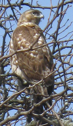 Red-tailed Hawk NYBG