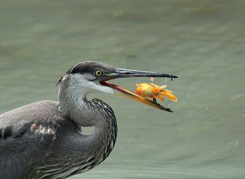 poisson / fish