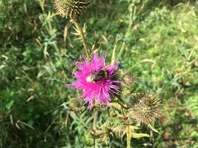 Distelhummel?