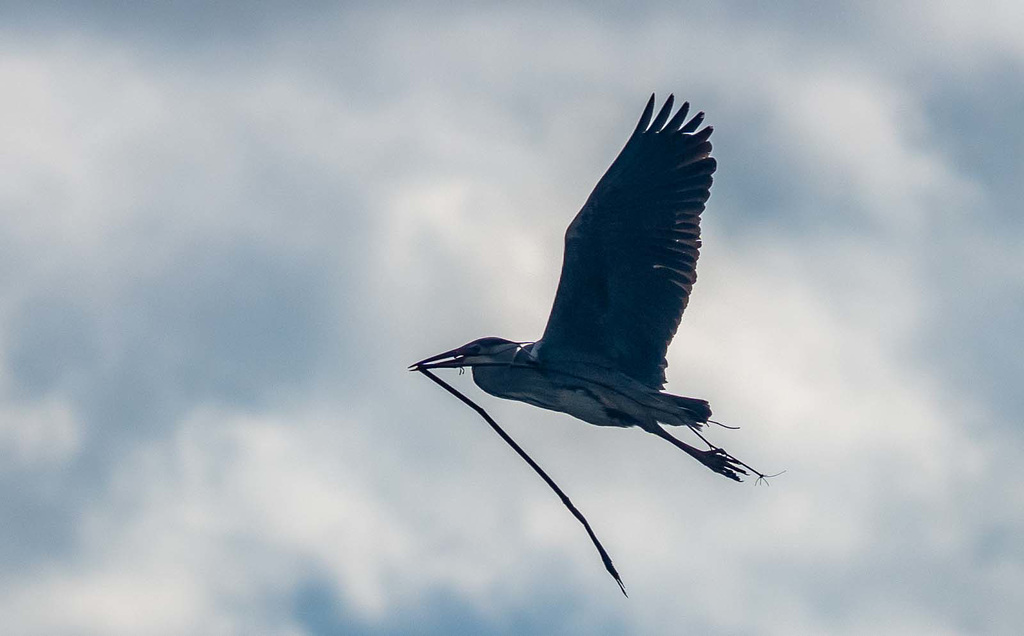 Heron