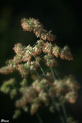 IMG 7405-001