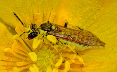Rhogogaster viridis. Sawfly