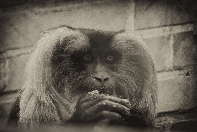 Bartaffe (NaturZoo Rheine)