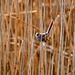 Female bearded tit