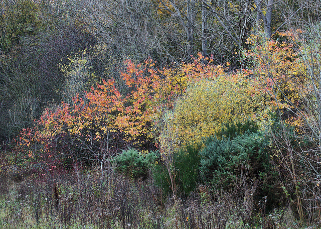 Layers Of Autumn