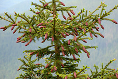 Bulgaria, Fir Tree with Cones in the Forest of Rila Mountains