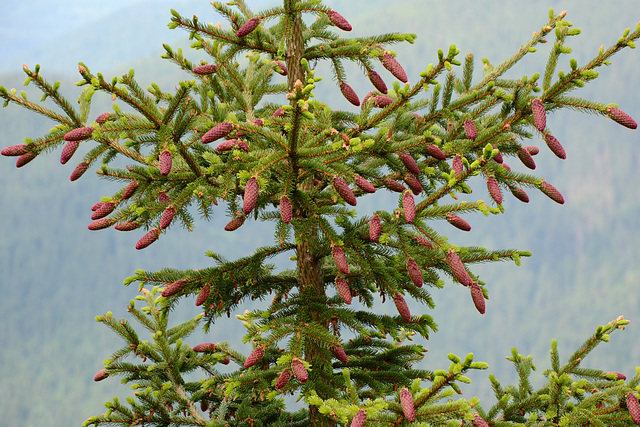 Bulgaria, Fir Tree with Cones in the Forest of Rila Mountains Bulgaria, Fir Tree with Cones in the Forest of Rila Mountains
