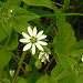 20230810 3813CPw [D~MS] Wasser-Sternmiere (Myosoton aquaticum), Rieselfelder Münster